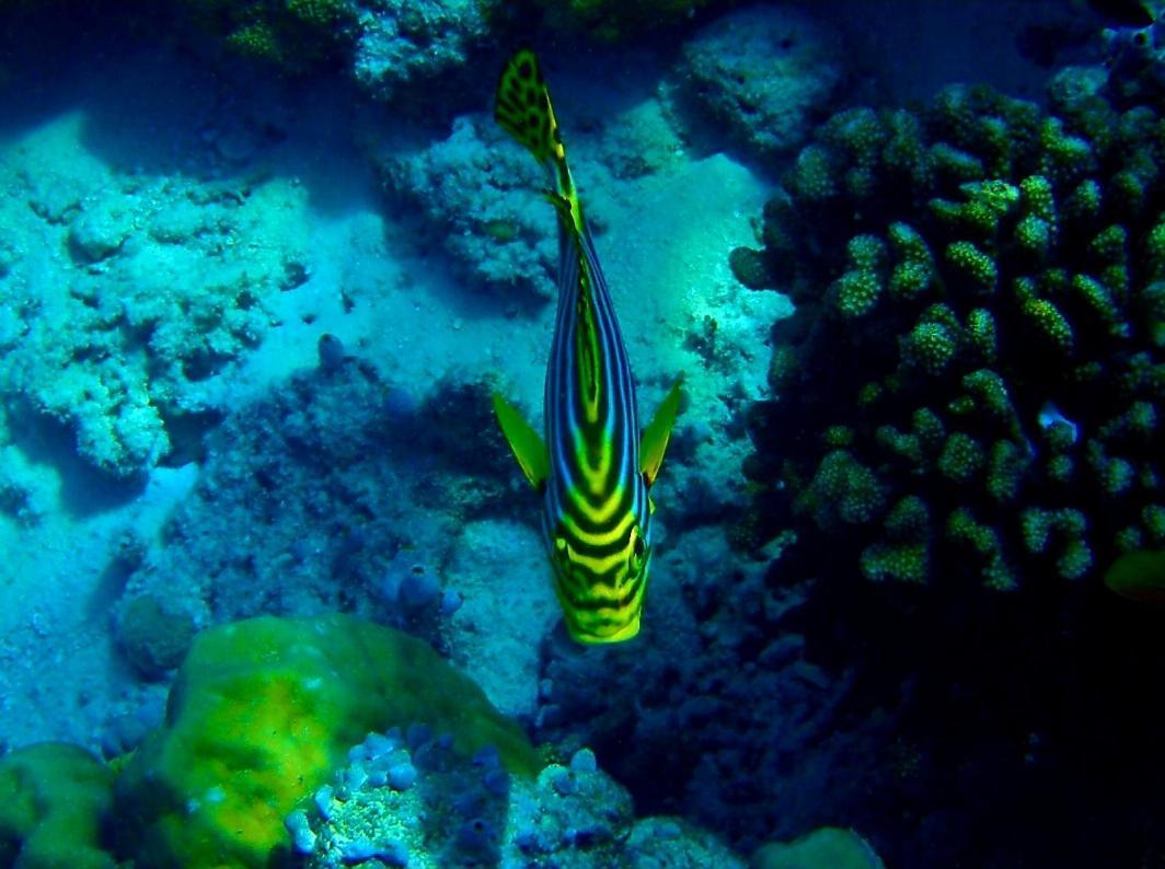Ras Village Rasdhoo Exteriör bild